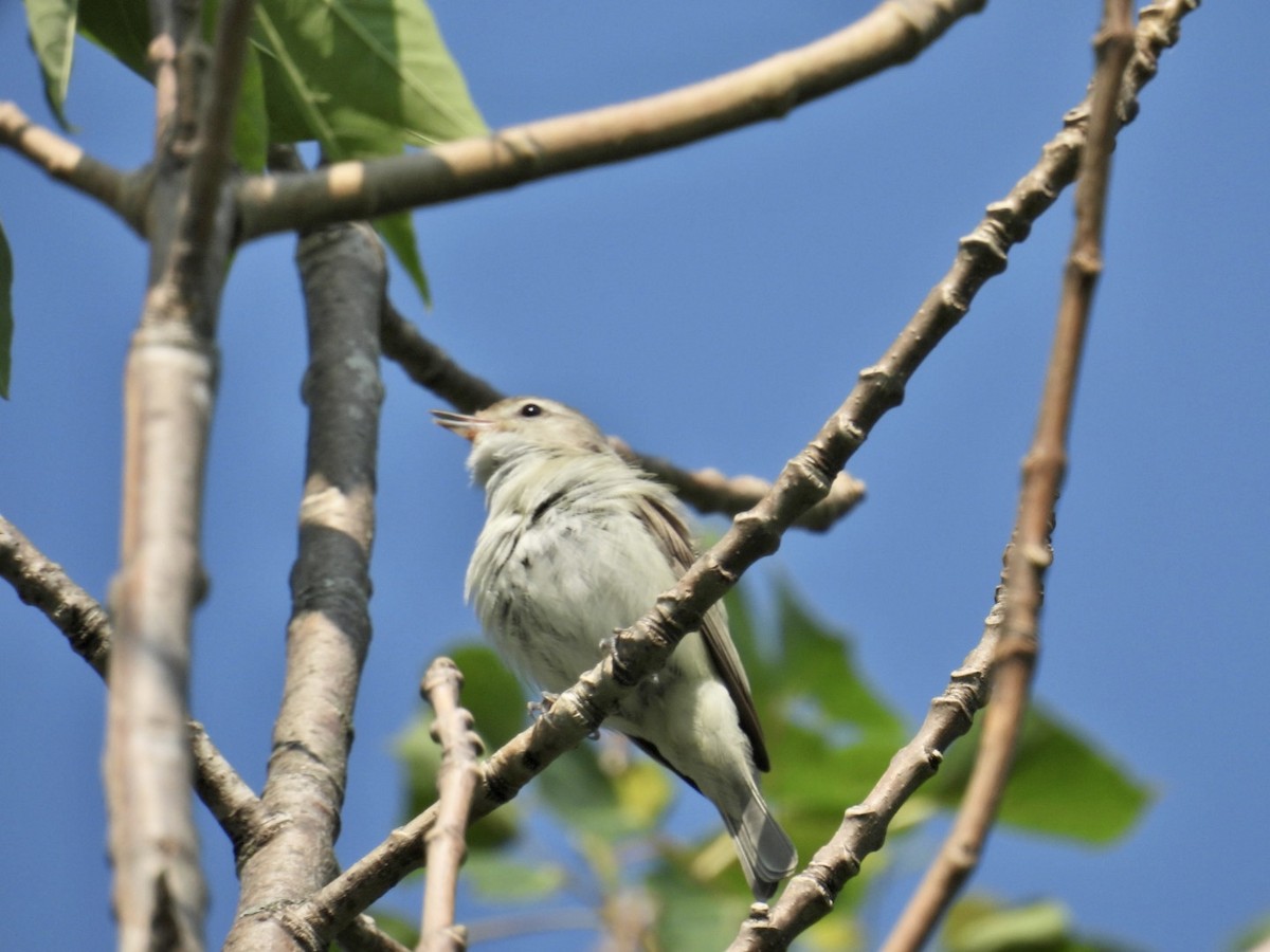 Warbling Vireo - ML586499931