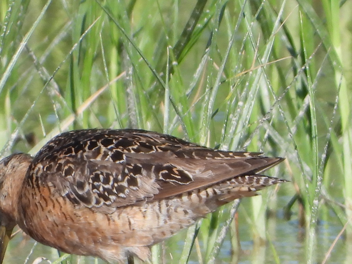 Long-billed Dowitcher - ML586502861