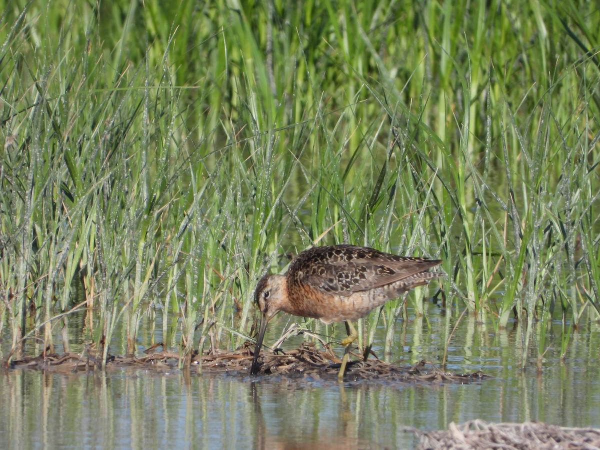 Long-billed Dowitcher - ML586502871