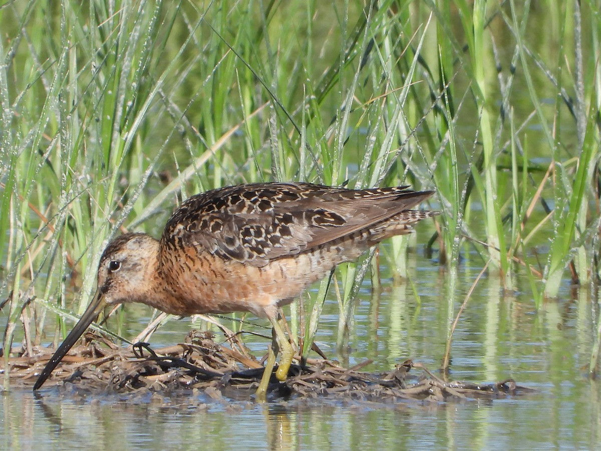 Long-billed Dowitcher - ML586502881