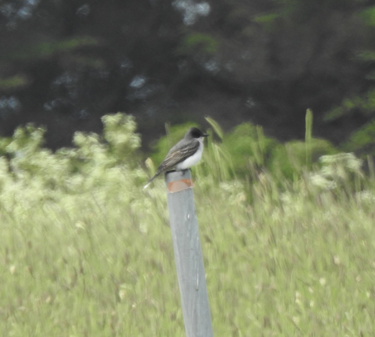 Eastern Kingbird - ML586503301