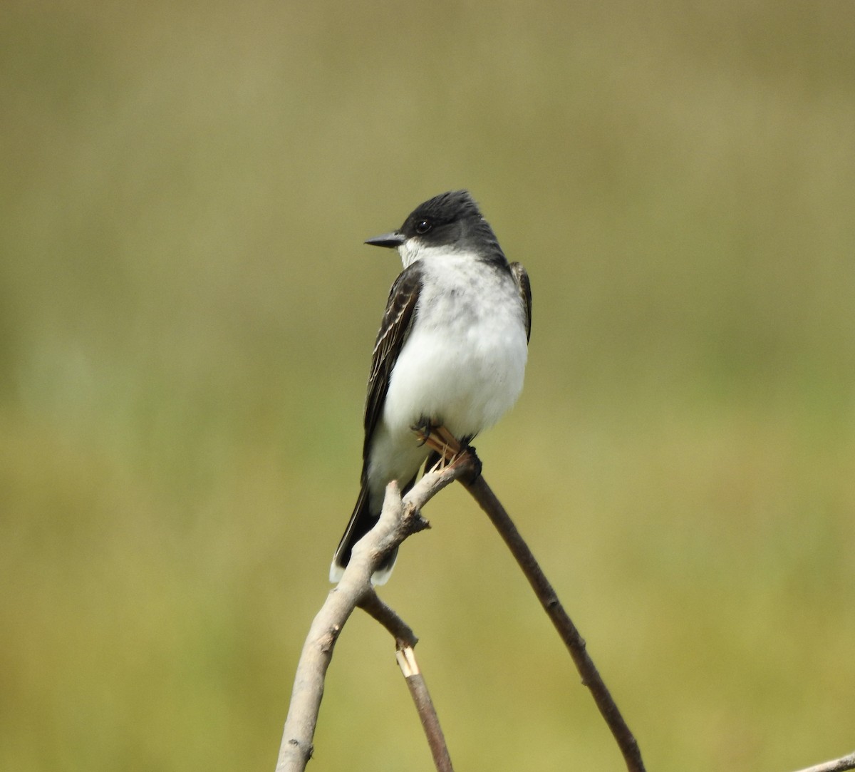 Eastern Kingbird - ML586503331