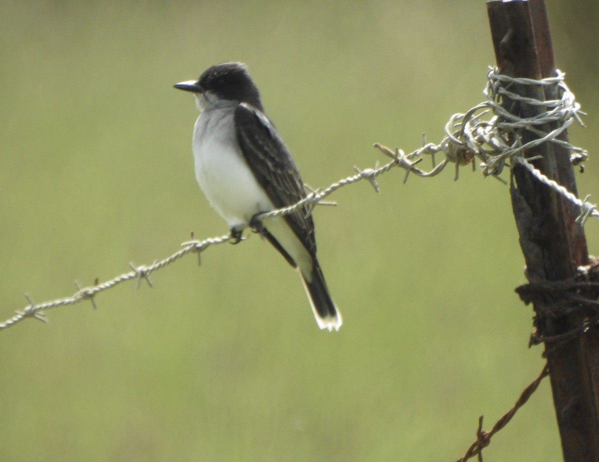 Eastern Kingbird - ML586503341