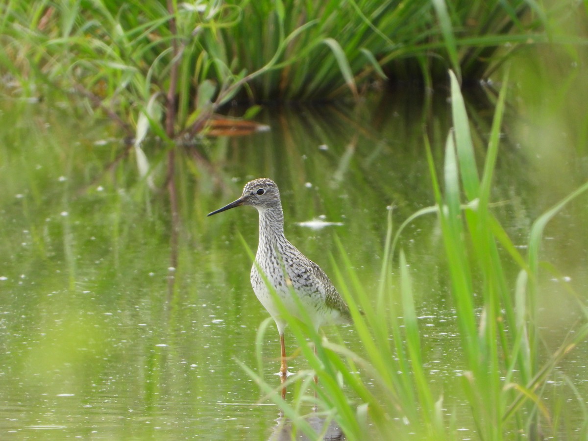 Lesser Yellowlegs - ML586504471