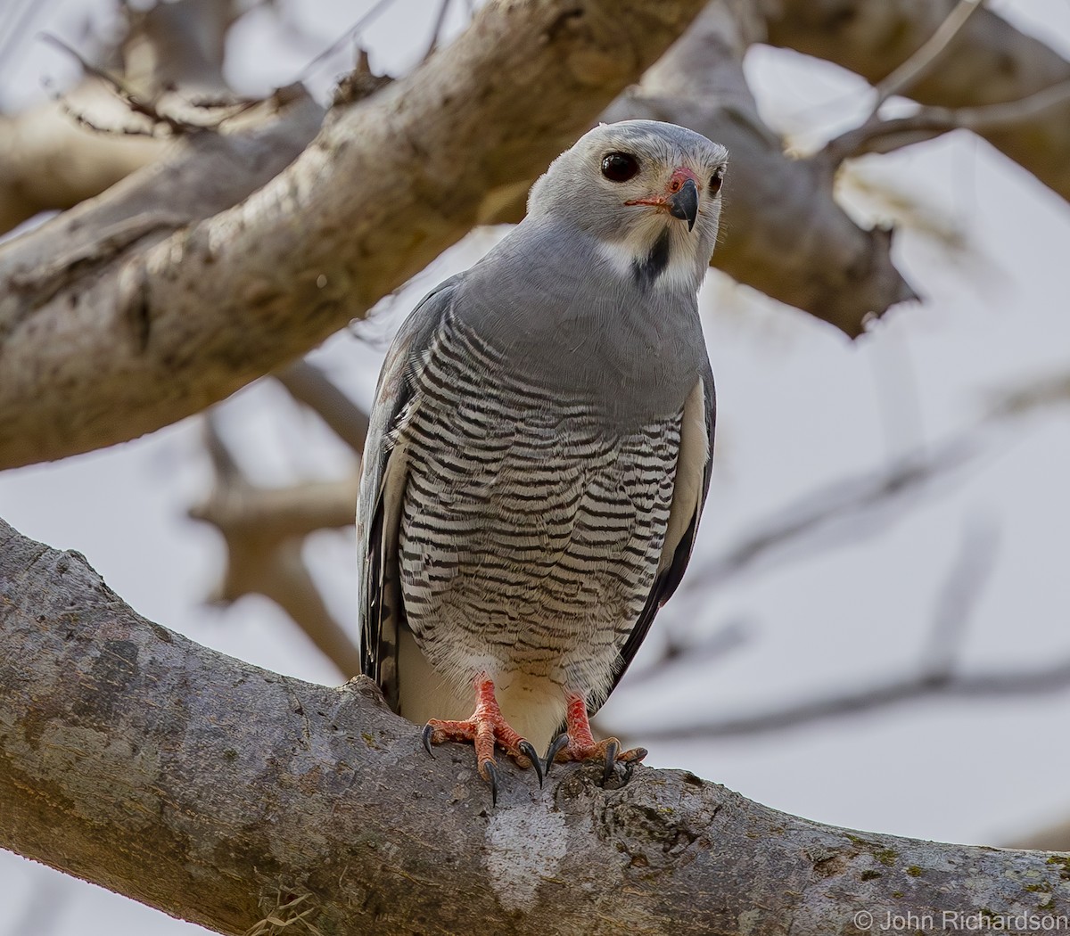 Lizard Buzzard - ML586505771