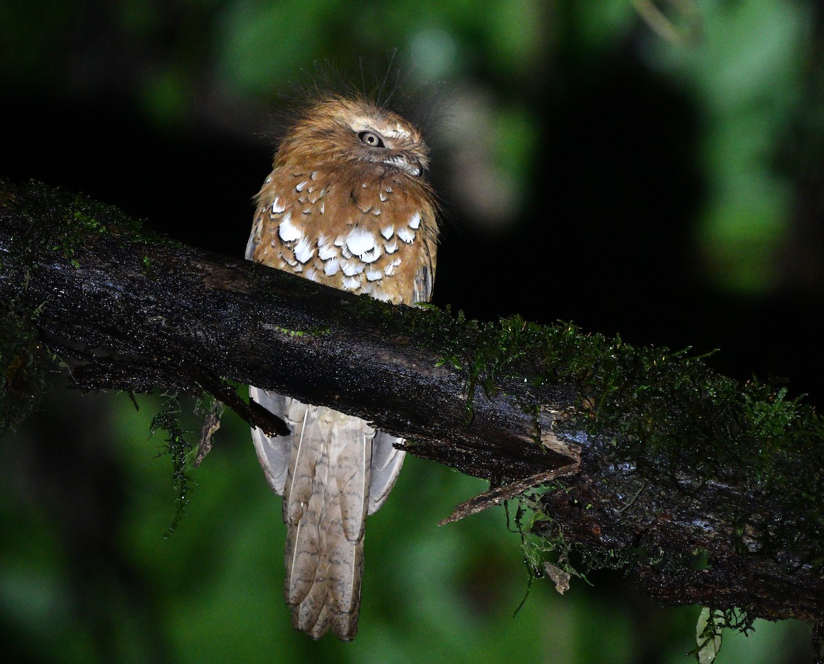 Hodgson's Frogmouth - Rofikul Islam