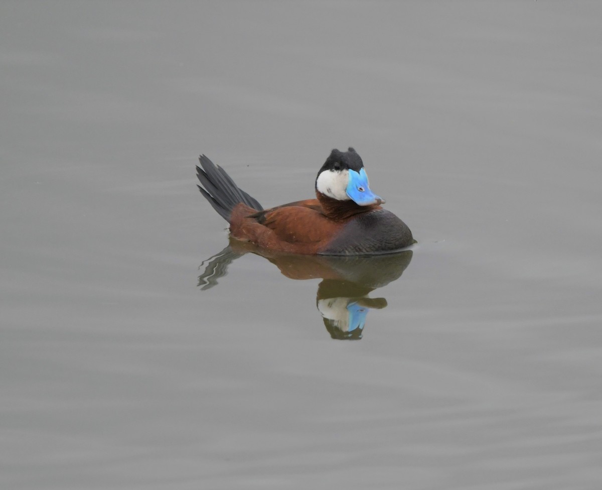 Ruddy Duck - ML586506281