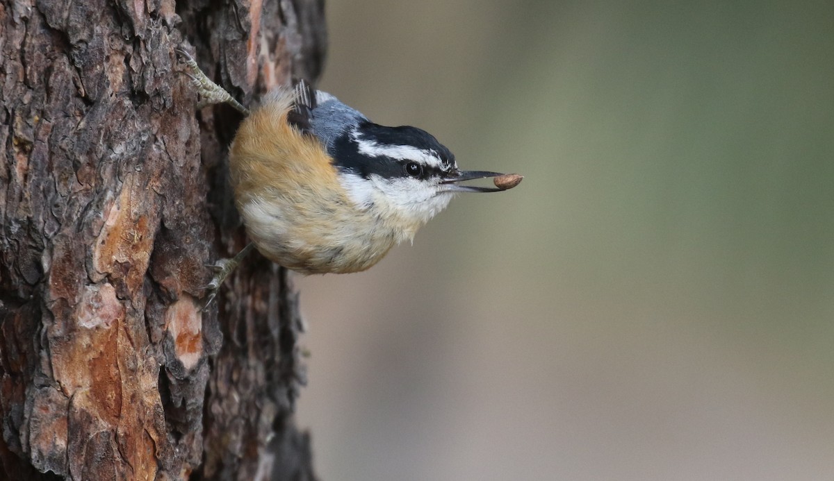 Red-breasted Nuthatch - ML586507111