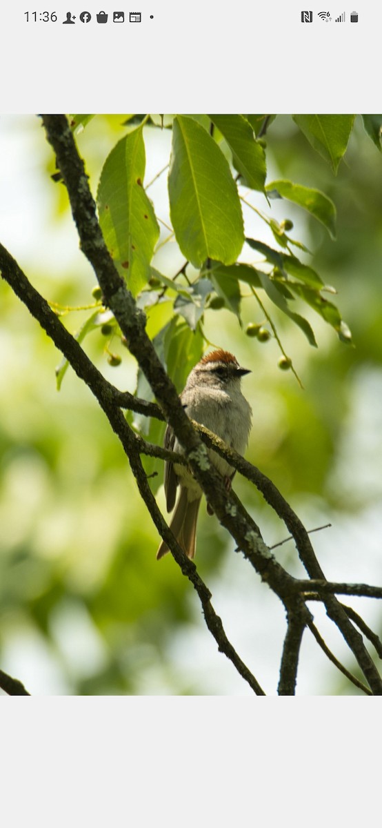 Chipping Sparrow - ML586507861