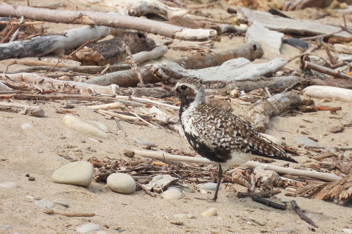 Black-bellied Plover - Todd Brown