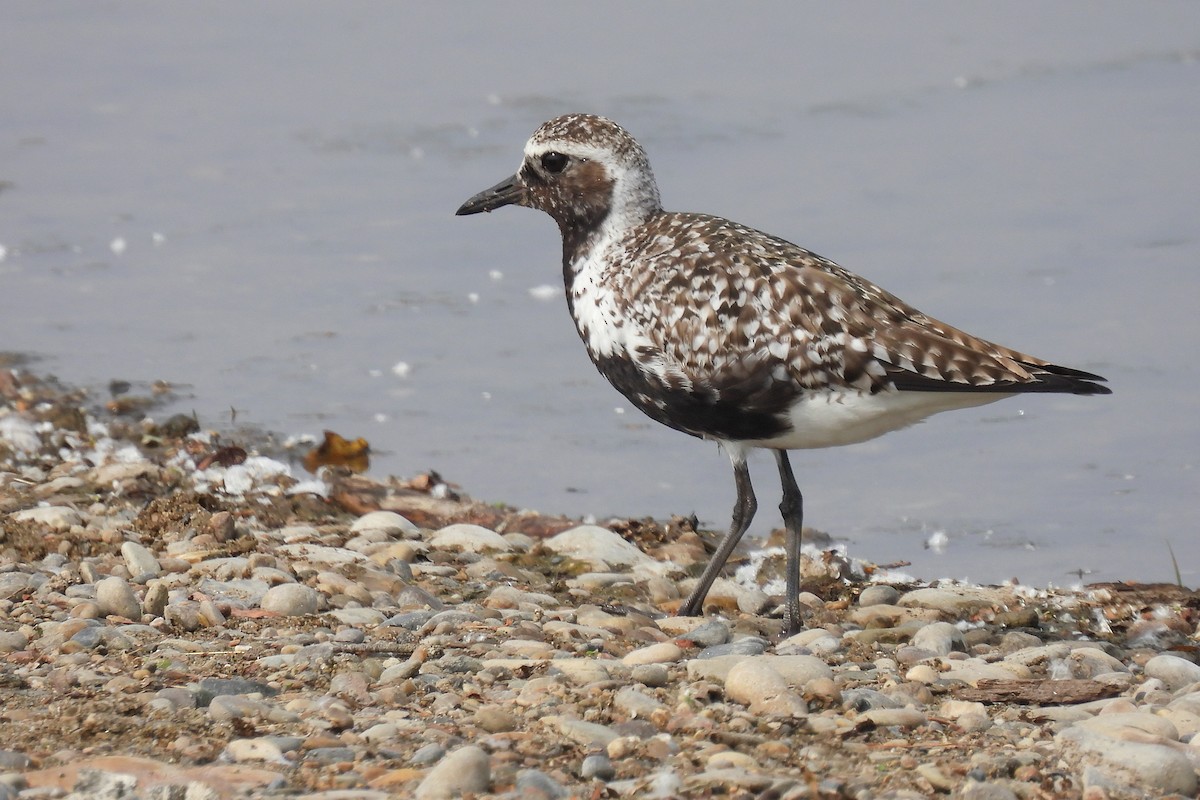 Black-bellied Plover - Todd Brown