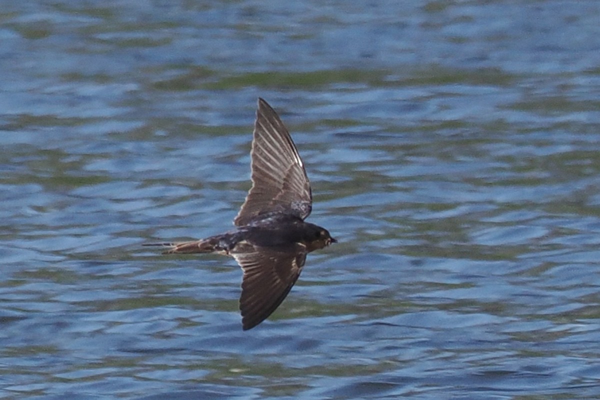 Barn Swallow - ML586509071