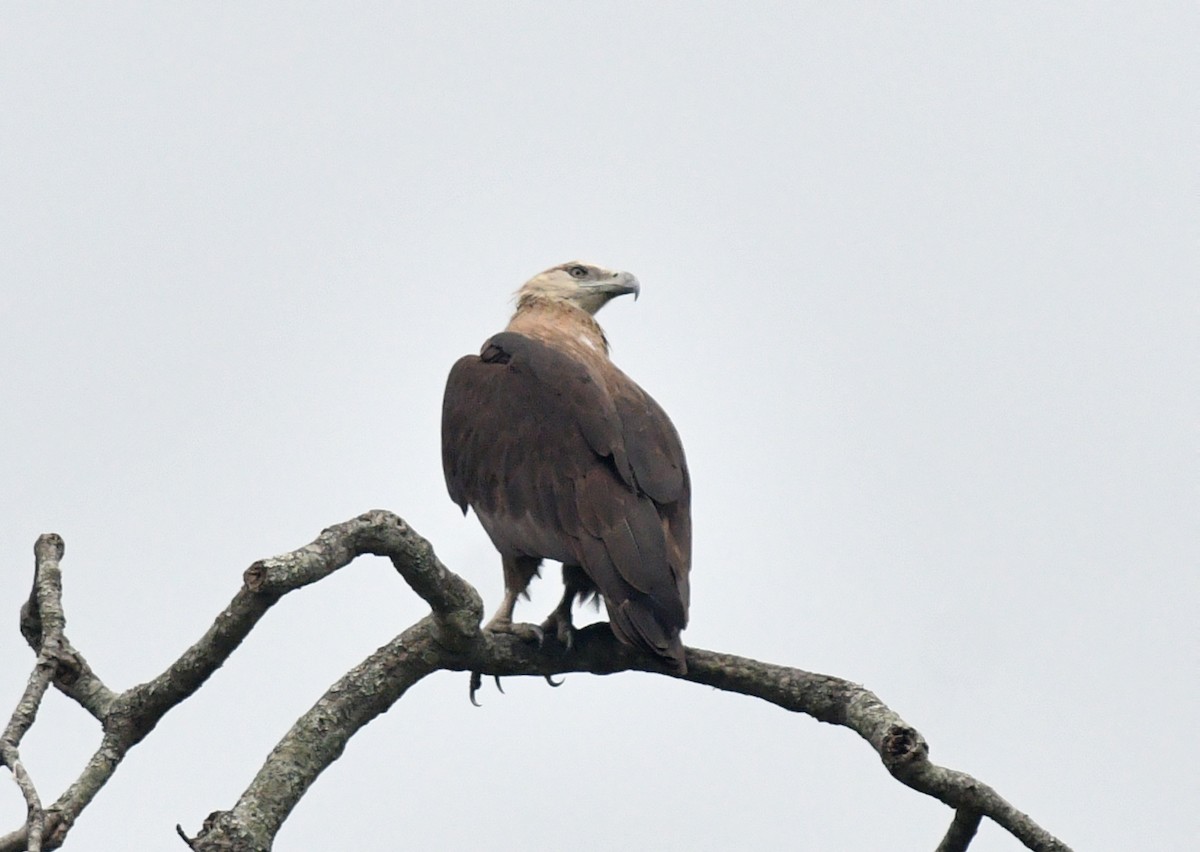 Pallas's Fish-Eagle - Rofikul Islam
