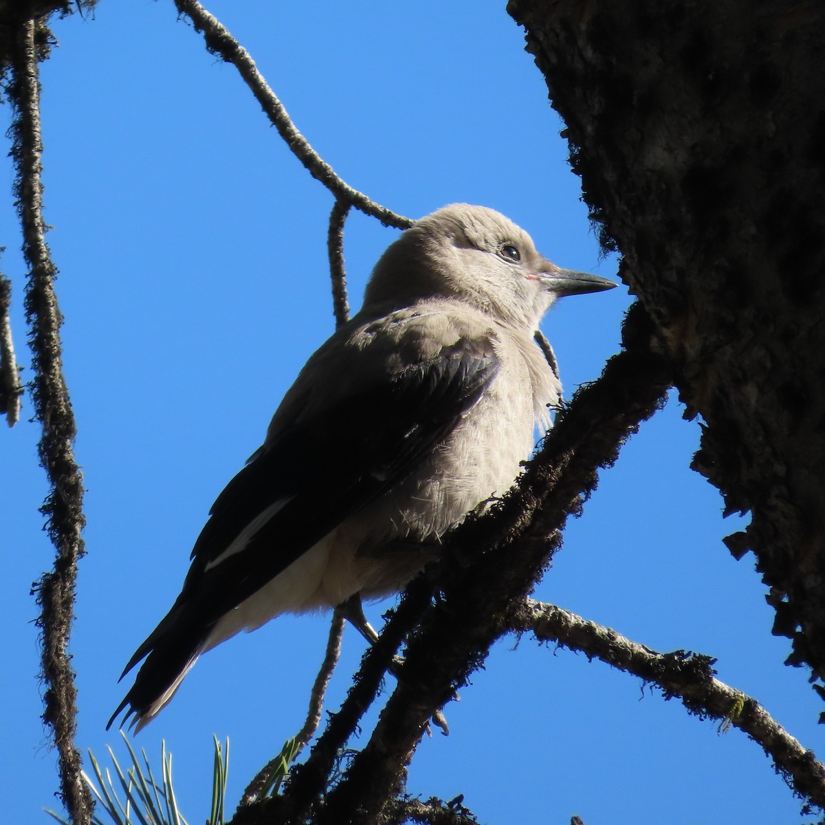 Clark's Nutcracker - ML586510081