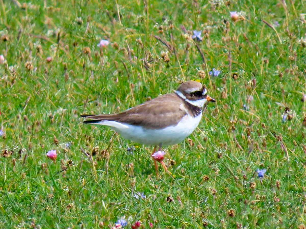 Common Ringed Plover - ML586510391