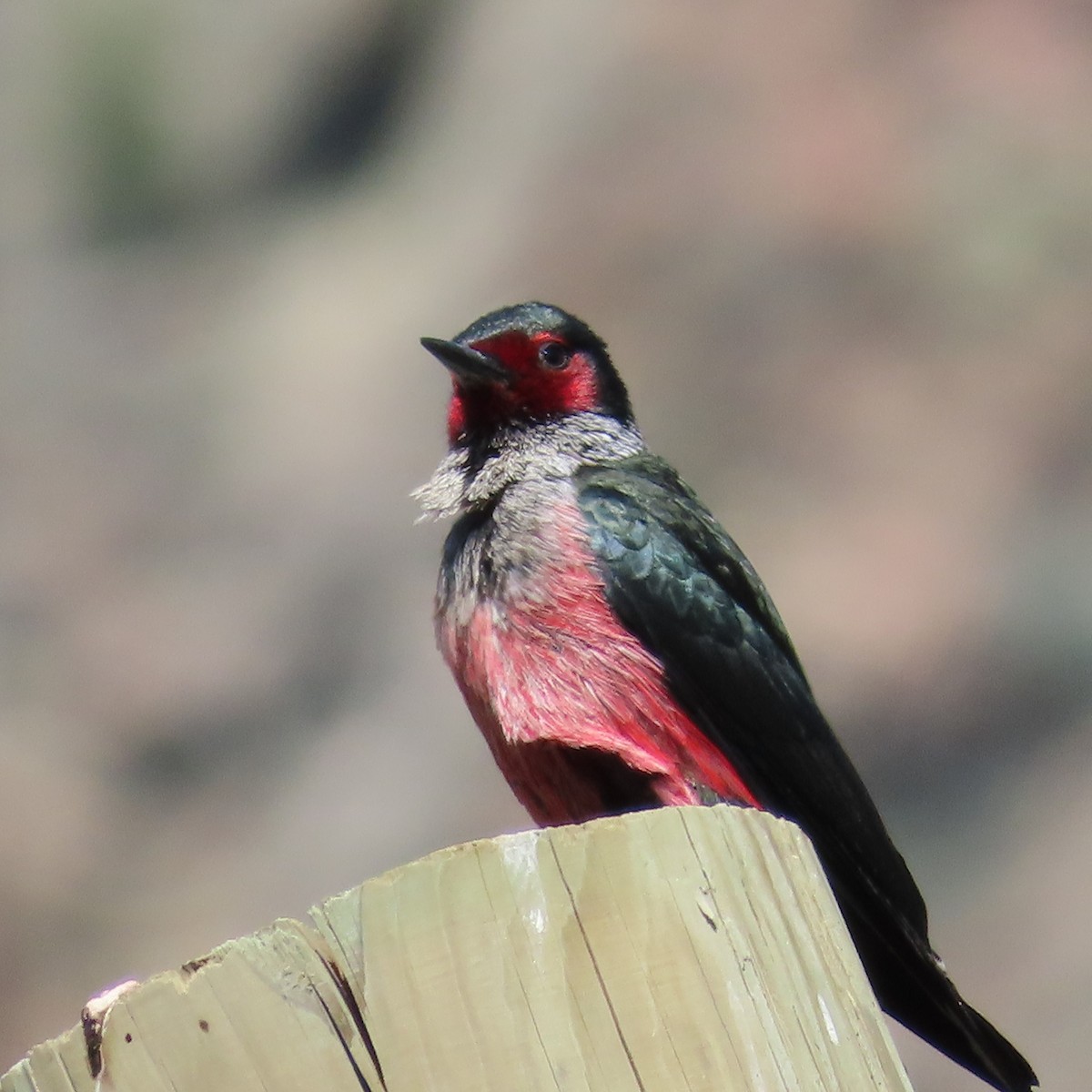 Lewis's Woodpecker - ML586510981