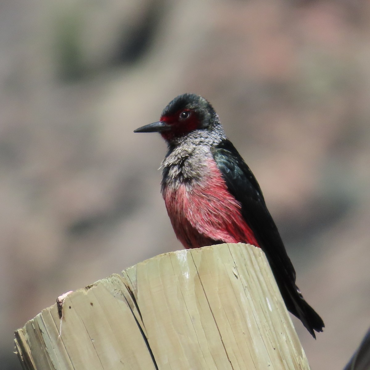 Lewis's Woodpecker - ML586510991