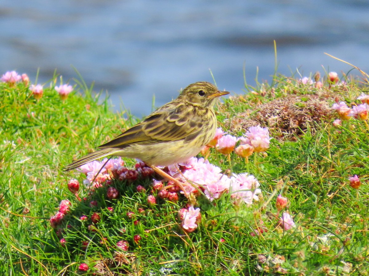 Meadow Pipit - ML586511061
