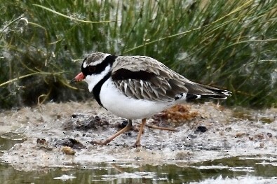 Black-fronted Dotterel - Russell Waugh