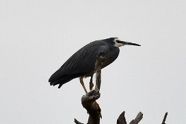 White-faced Heron - Russell Waugh