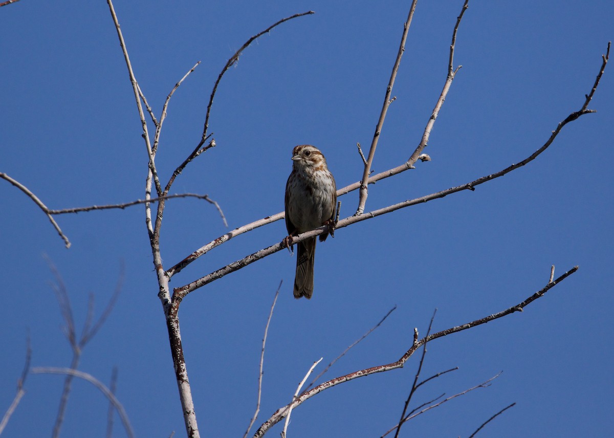 Song Sparrow - ned bohman