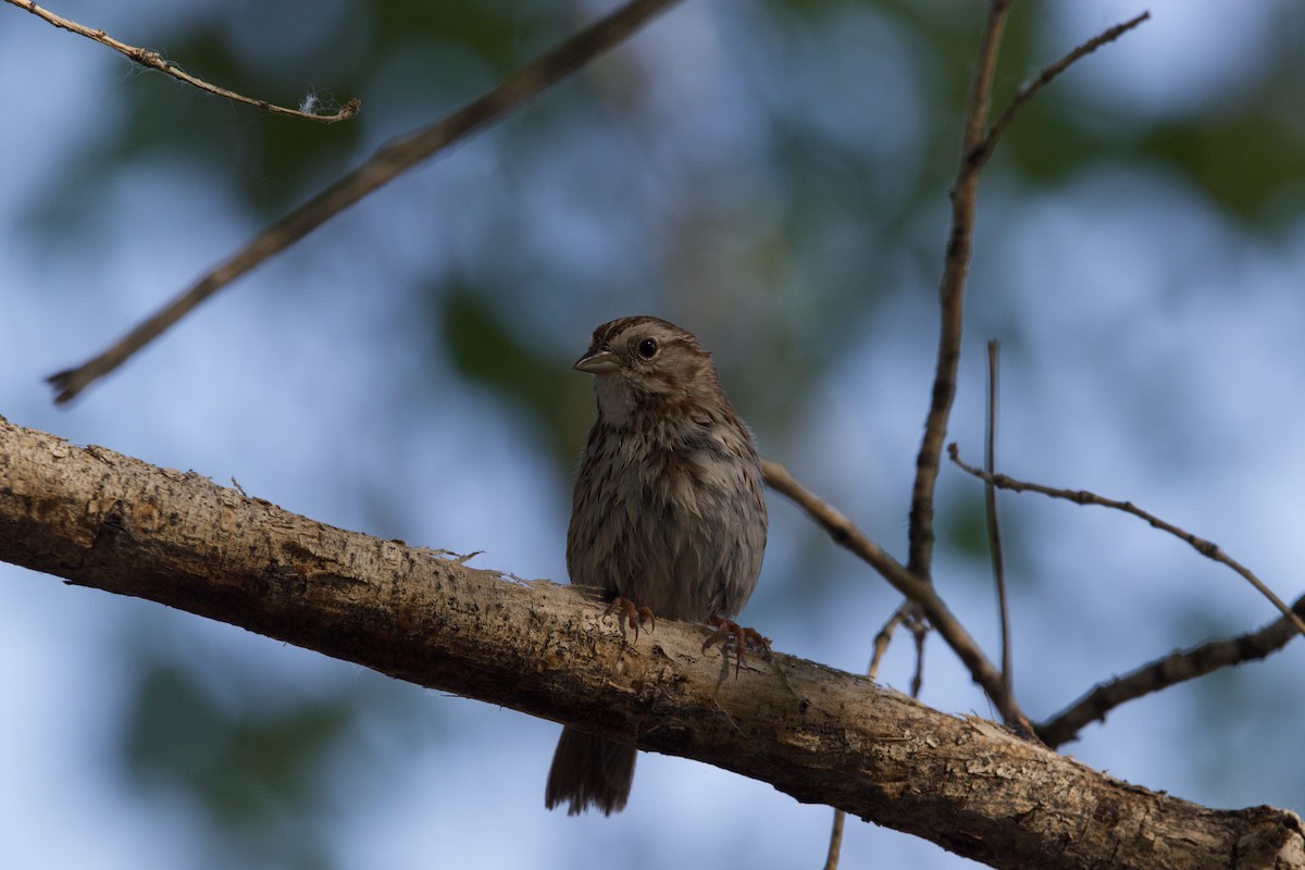 Song Sparrow - ned bohman