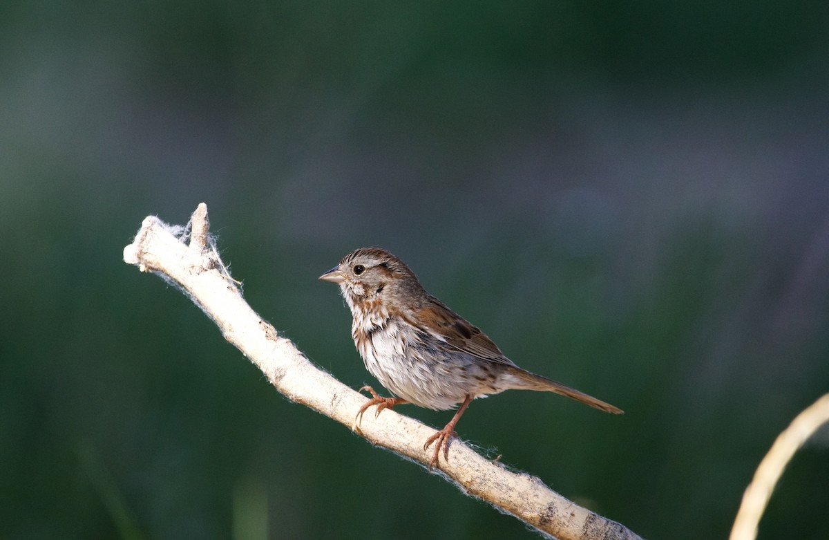 Song Sparrow - ned bohman