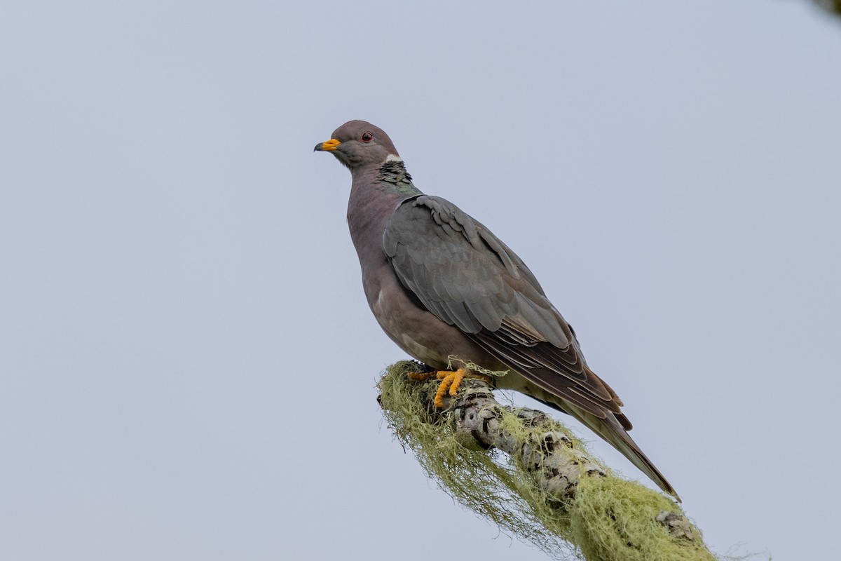 Band-tailed Pigeon - Loni Ye