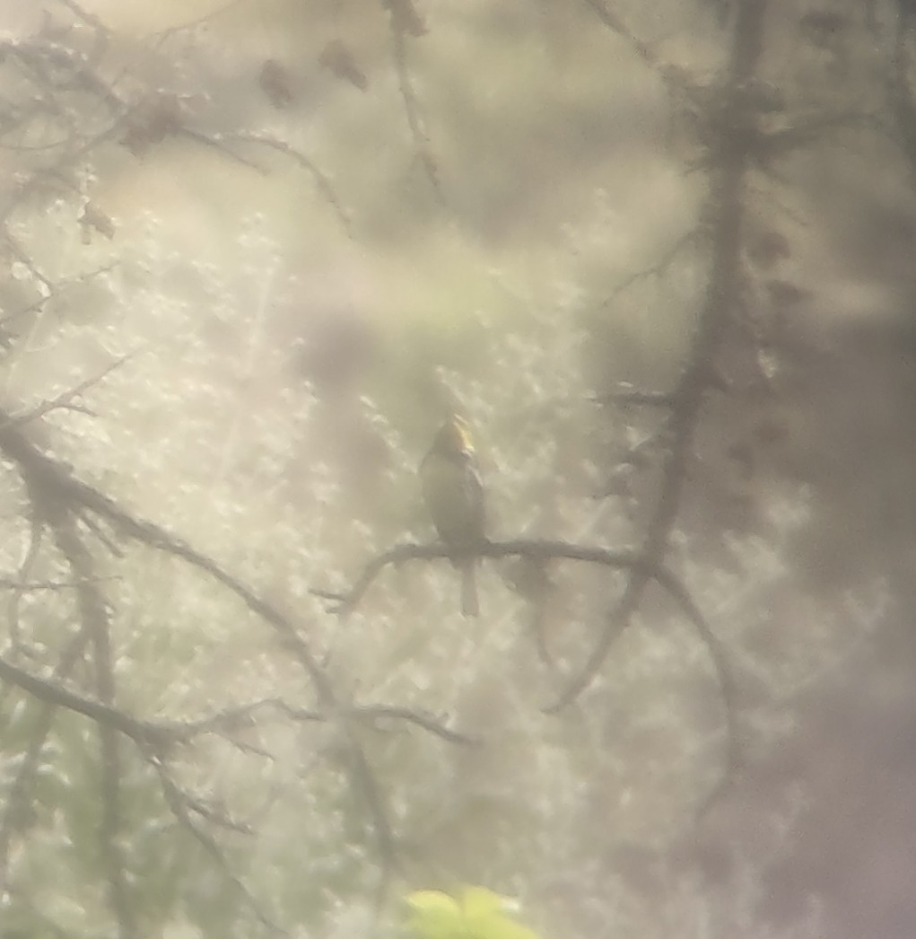 Black-throated Green Warbler - ML586514291