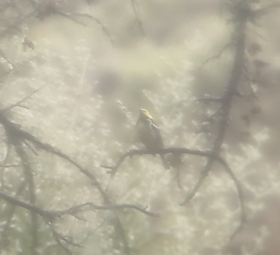 Black-throated Green Warbler - ML586514301