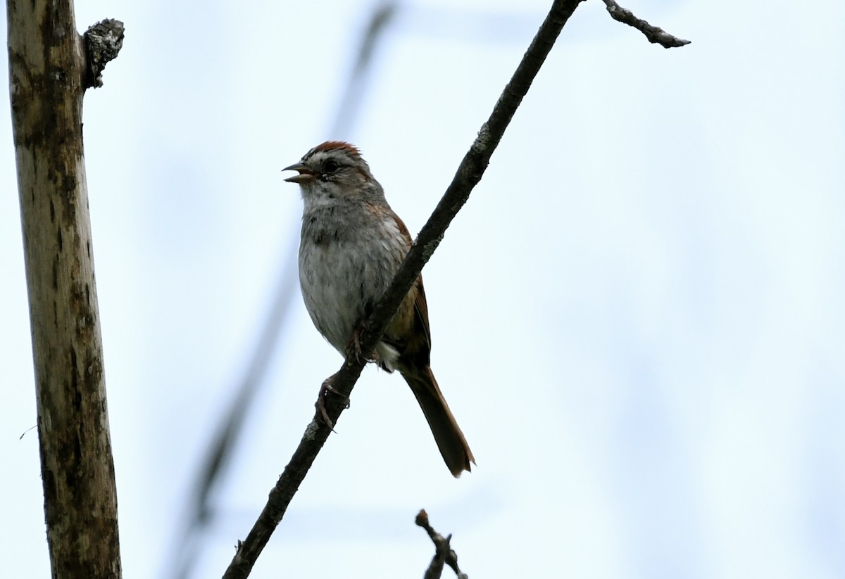 Swamp Sparrow - ML586514381