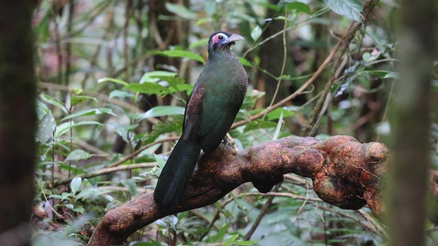 Sumatran Ground-Cuckoo - ML586514701