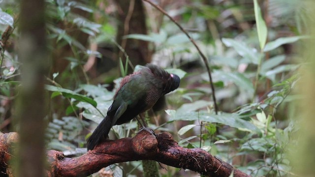 Sumatran Ground-Cuckoo - ML586514741