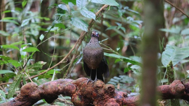 Sumatran Ground-Cuckoo - ML586514751