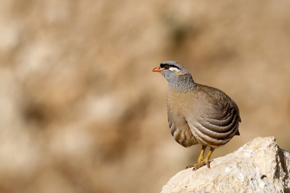 קורא אפור-גרון - ML586515001