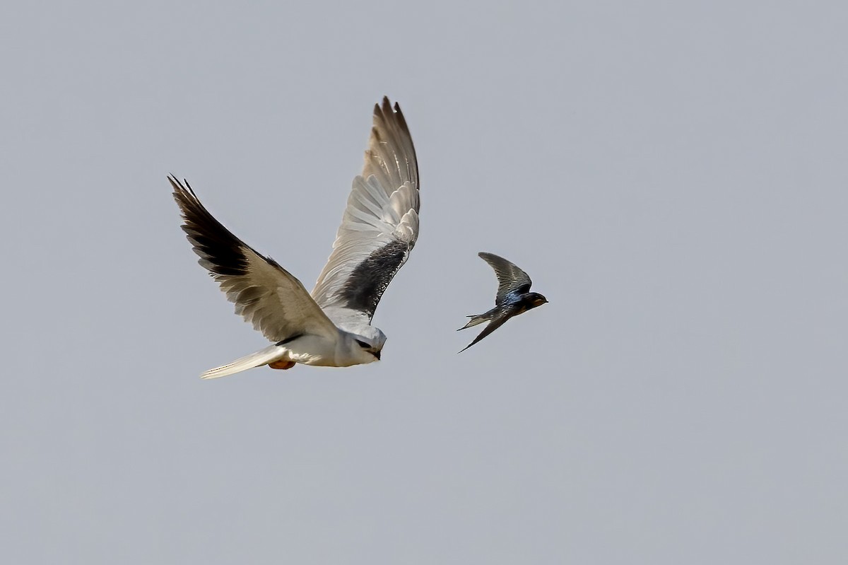 Black-winged Kite - ML586515861