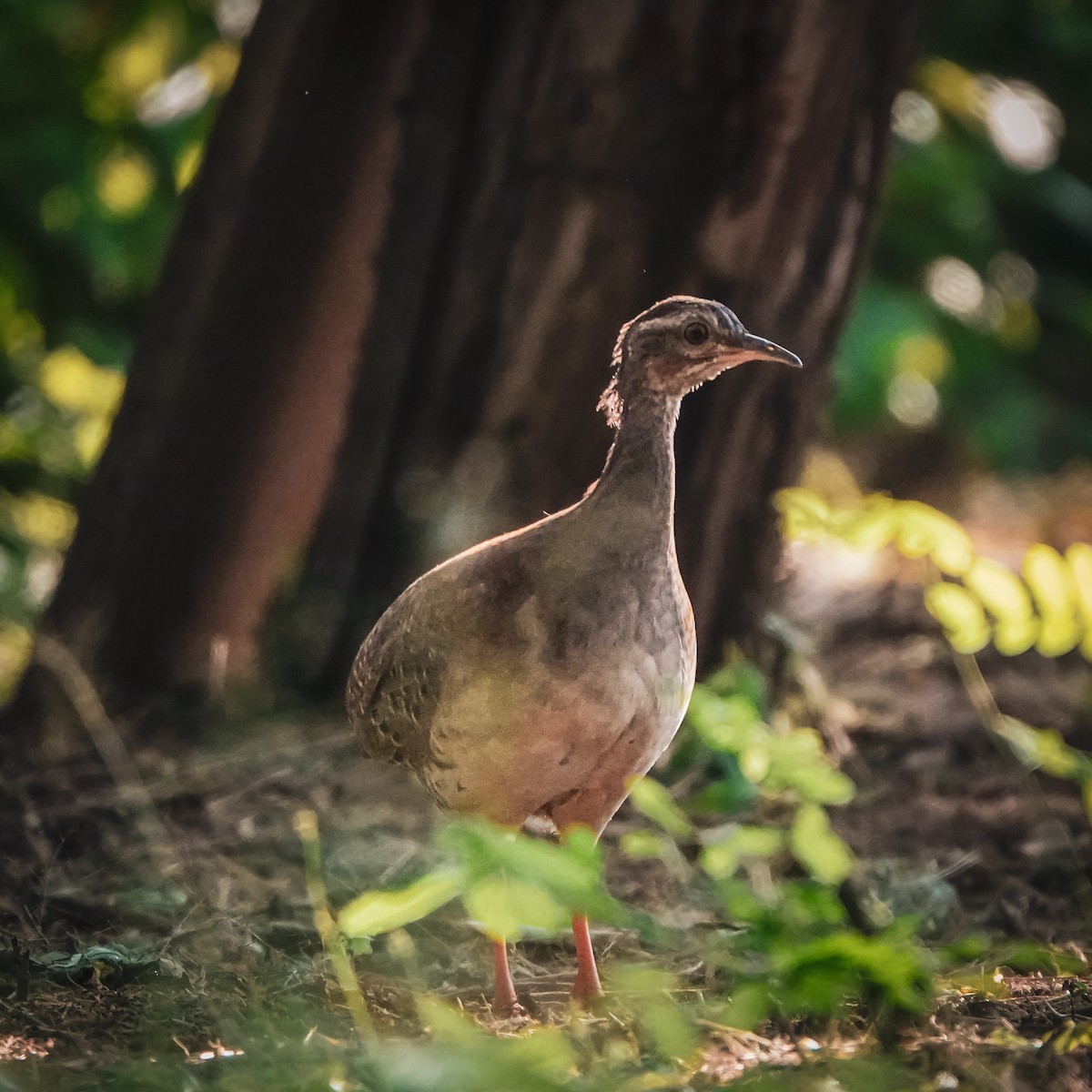 Pale-browed Tinamou - ML586517891