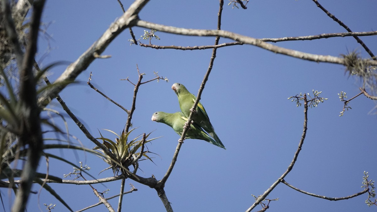 White-winged Parakeet - ML586517961