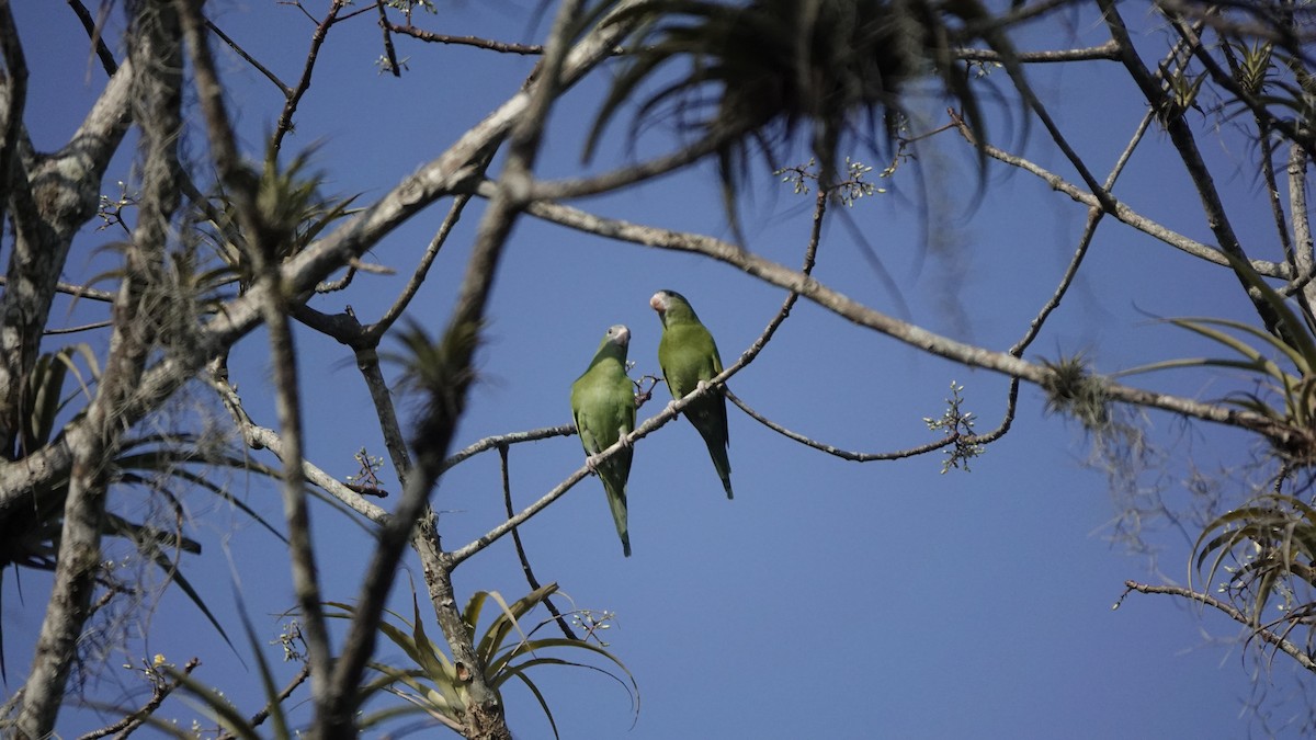 White-winged Parakeet - ML586517971