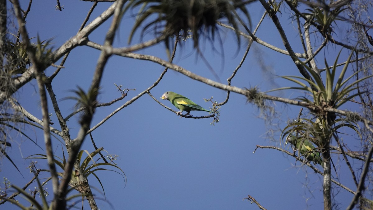 White-winged Parakeet - ML586517981