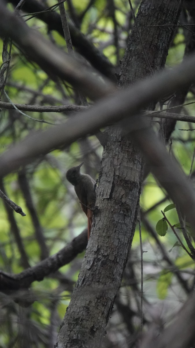 Olivaceous Woodcreeper - ML586518041