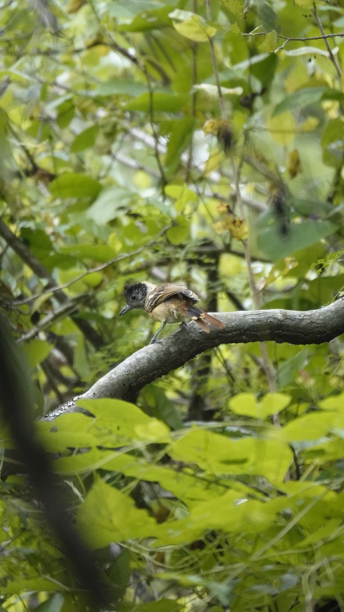 Collared Antshrike - ML586518081