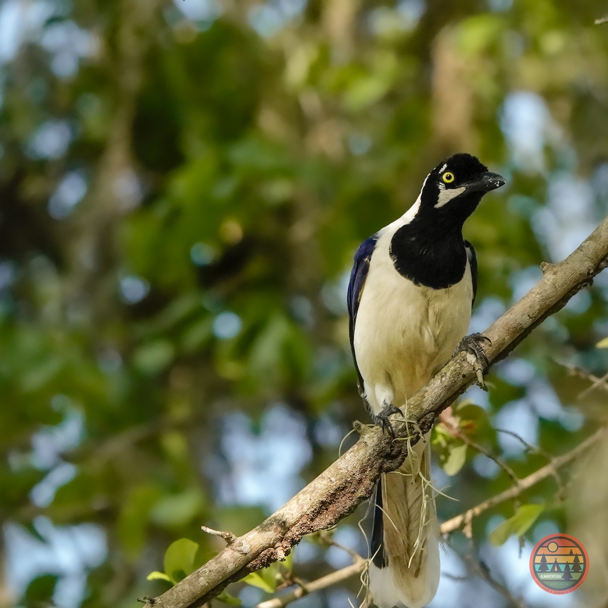 White-tailed Jay - ML586518201