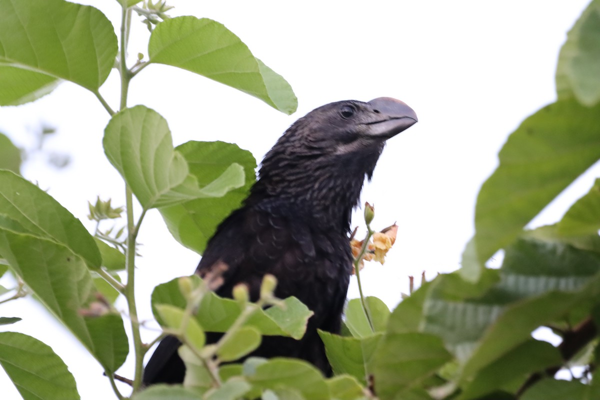 Smooth-billed Ani - Oliver  Komar