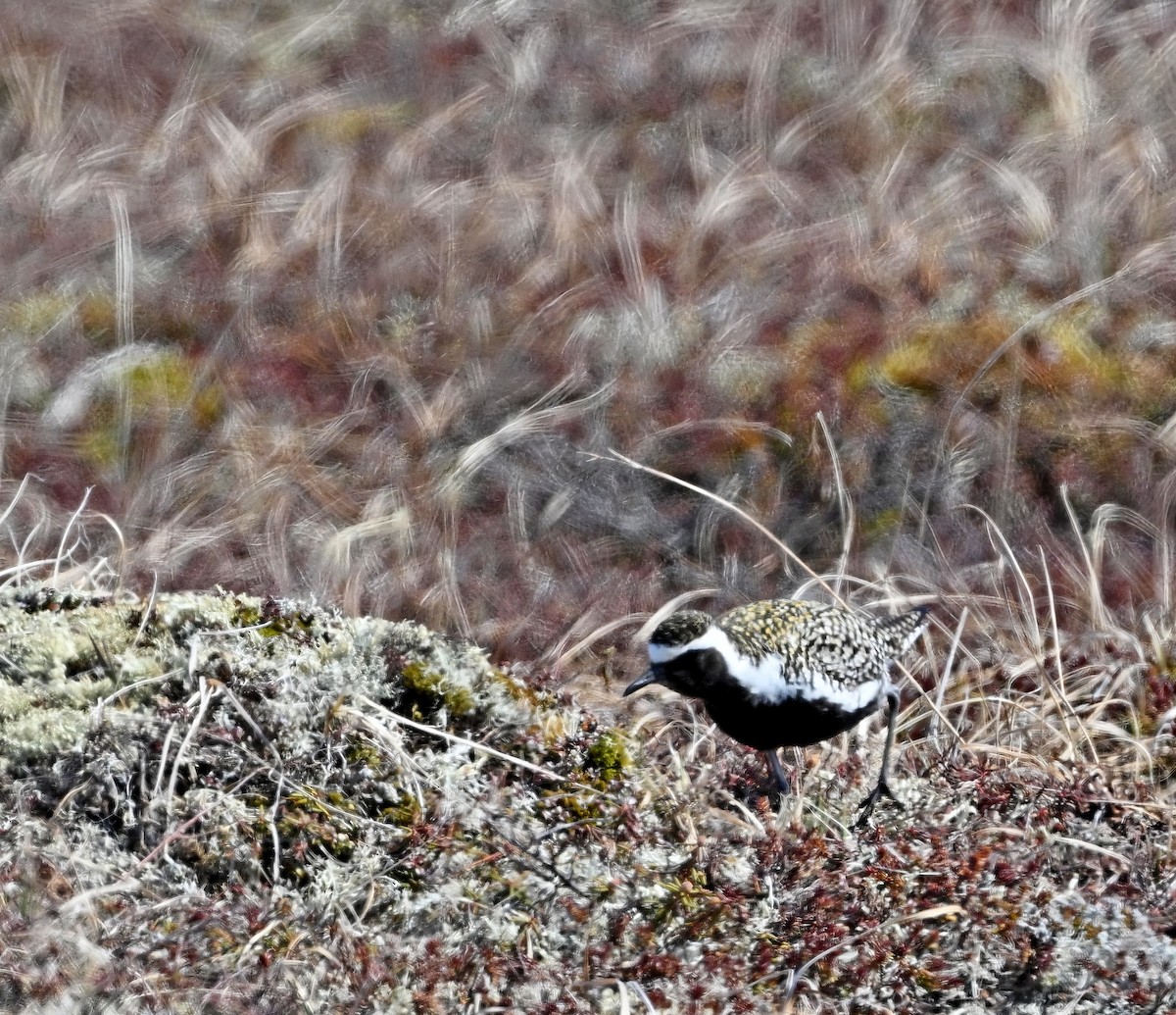 Pacific Golden-Plover - ML586519071