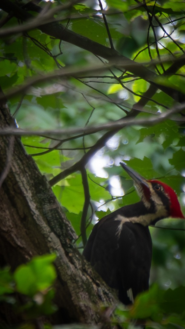 Pileated Woodpecker - ML586519221