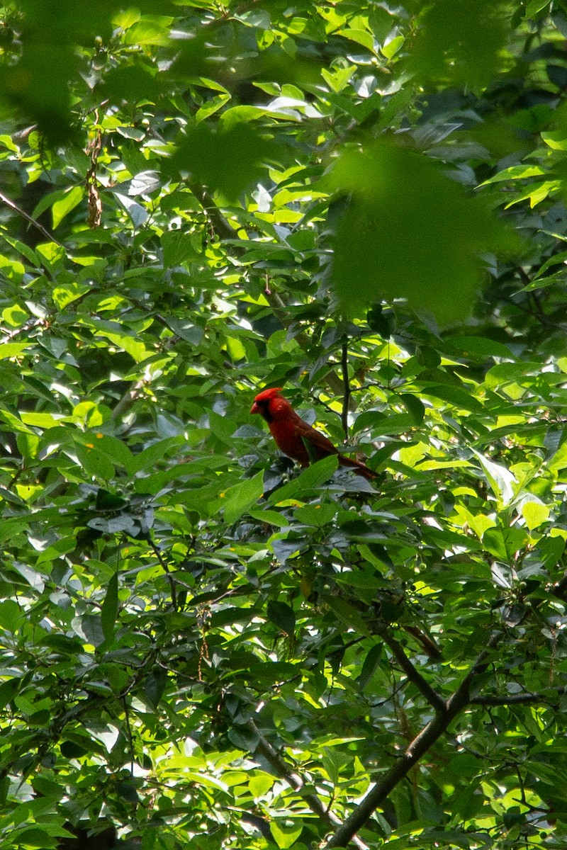 Northern Cardinal - ML586519281