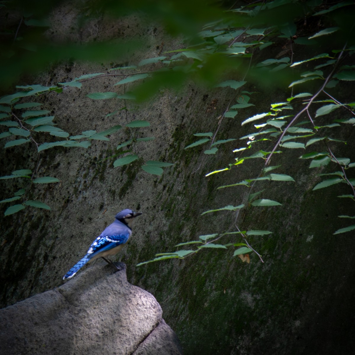 Blue Jay - Billy Walsh