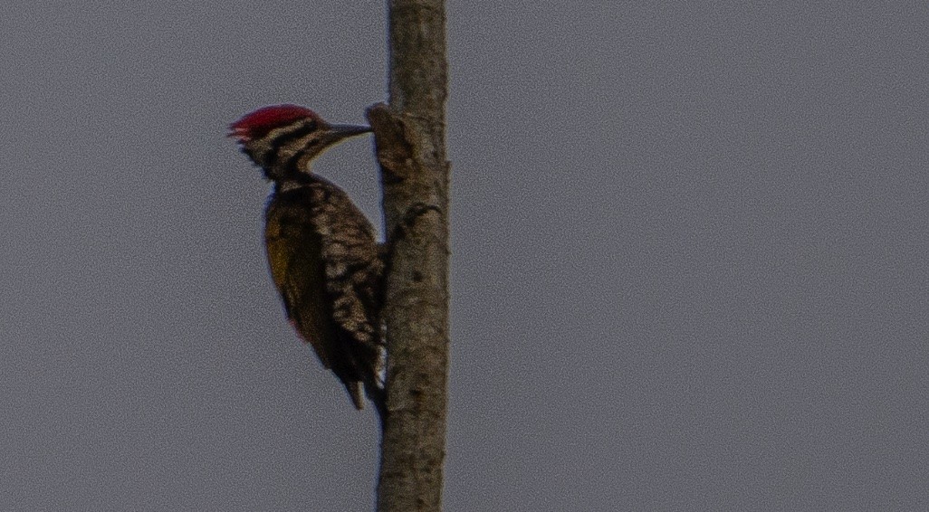 Common Flameback - ML586521111