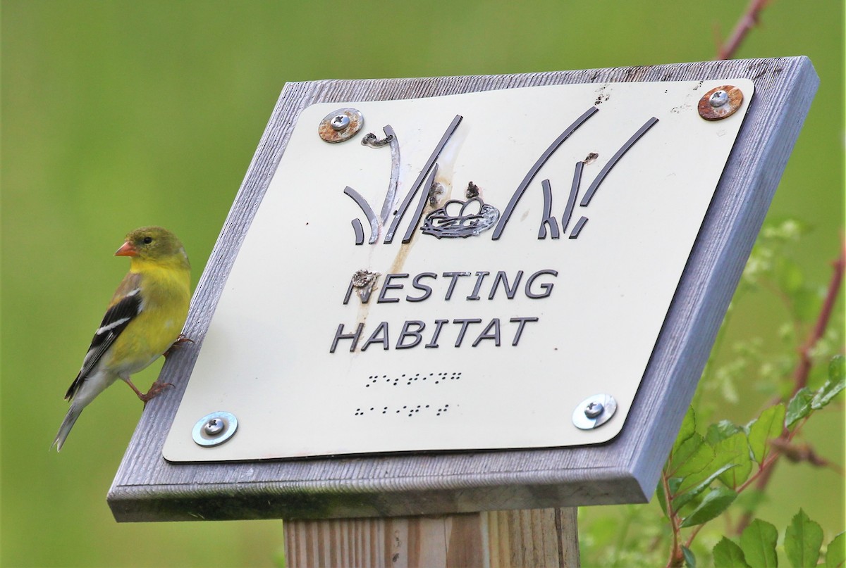 American Goldfinch - ML586522221